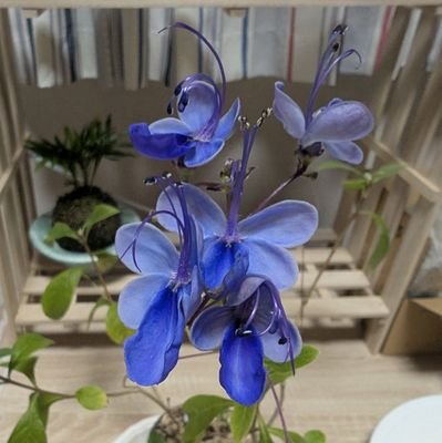 fufu_064's profile picture. 動物と植物とゲーム