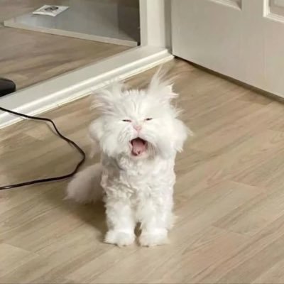 acloverbloom's profile picture. 