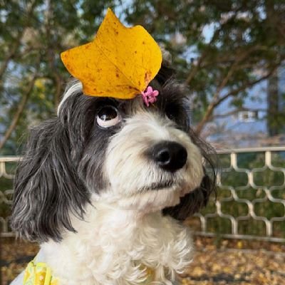 touying_woo's profile picture. puppy love.