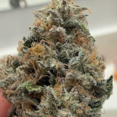 MaceyoniChronic's profile picture. 