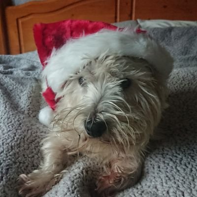 ShaunOC51535137's profile picture. Husband, dad of 2, massive Toon fan and petrol head