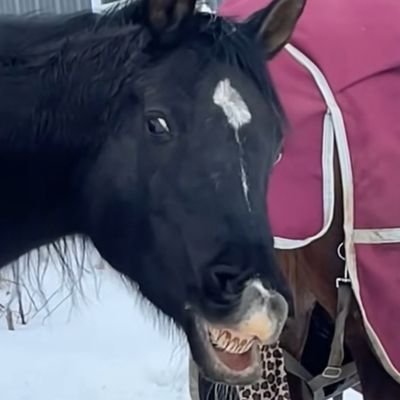 storples's profile picture. RTS/Pokémon/Uma Musume brainrot. They/Them