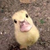 MrEndlie's profile picture. @MrEndStore