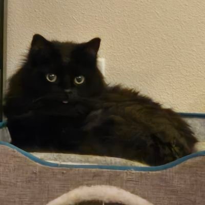 Rudyard42013's profile picture. Let's goon together. 🤪