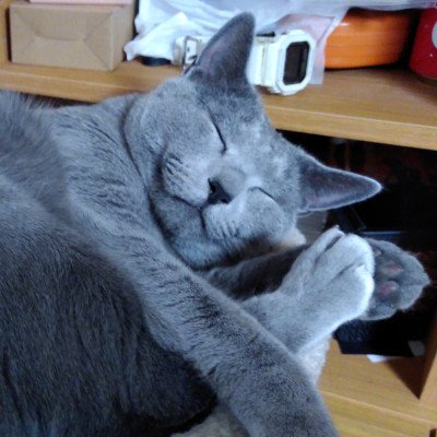 totomn's profile picture. 創作もしておりますが、創作専用ではないので、いろいろつぶやいてます。
アイコンはうちのネコです。
旧アイコンは創作アカウント @hattree_fork に移動しました。