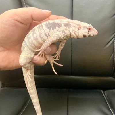 3pKxEMAJIY48014's profile picture. 残り最後の人生宇都宮でトカゲのオヤジになろうとしてます^^;楽しく情報交換致しましょう！宜しくお願い致しますm(_ _)m