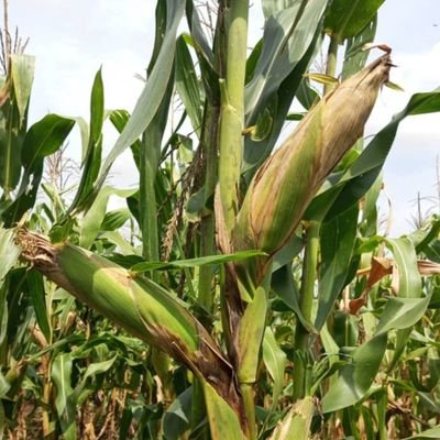 f_mmillers's profile picture. We are the 🌽 grain millers