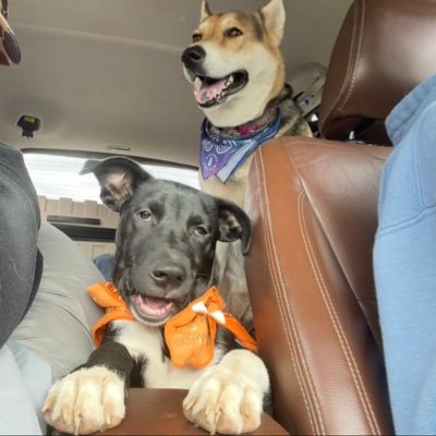 TheCalibillsfan's profile picture. live in the mountains of California, parks and rec, plant lover, lifelong bills fan. Old account, new to twitter.