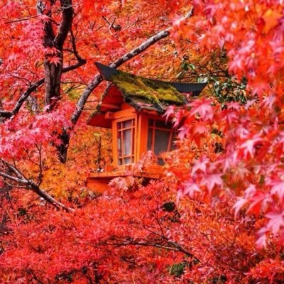 RizeWish0115's profile picture. 