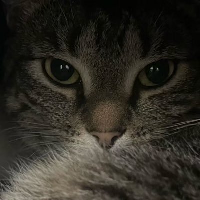 chuixinqixue_'s profile picture. 似是而非