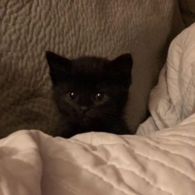 cerlzoee's profile picture. \  like the sun in winters.