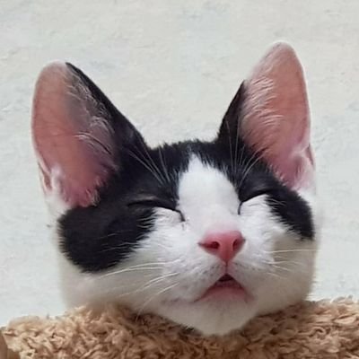 Julin251113's profile picture. 일상계+투자계 (가 되고싶은 주식초보) 3n살 여성임다. 성장할수록 인장바뀔예정(제발)
주초생 배우며 진화예정