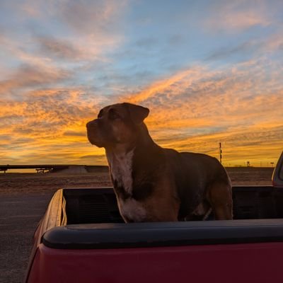 politicalmutt77's profile picture. 