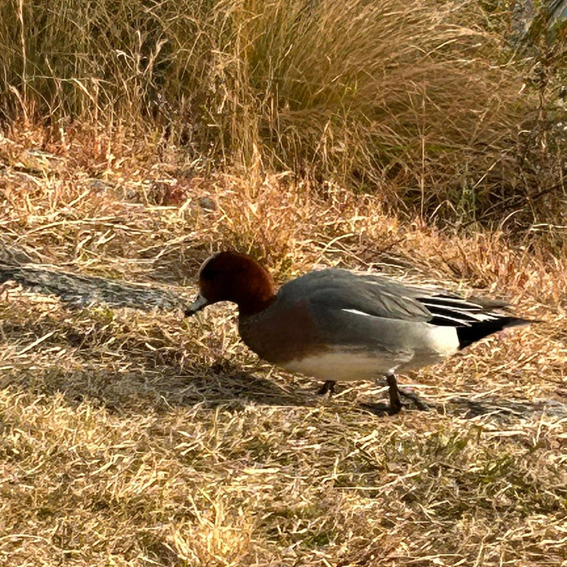 mhec25's profile picture. 研修医