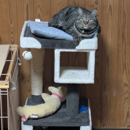 nyAYnX0ZLFZiWQ1's profile picture. ふわっちのリス専です、よろしくお願いします。