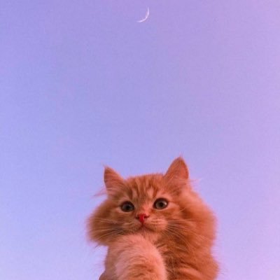 BokApples's profile picture. whimsical gal