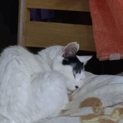 CCdrKcObC280954's profile picture. 