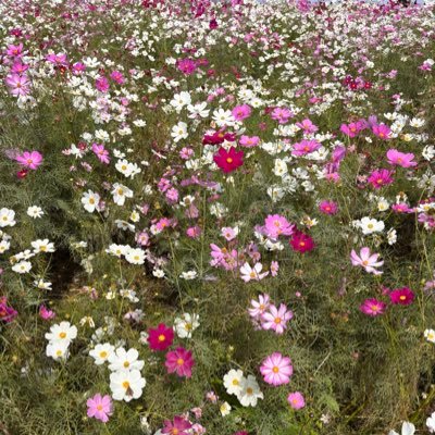 satto315315's profile picture. 