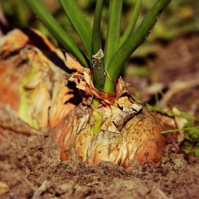 wengirl10's profile picture. 양파는 매운맛을 내는 성분인 알리신을 함유하고 있어 맵고 단 맛이 나고, 항산화 작용과 혈중 콜레스테롤 수치를 낮춰주는 효능을 가지고 있다. 좋은 양파는 무르지 않고 단단하며, 껍질이 선명하고 잘 마른 것이다. 또 들었을 때 무거운 느낌이 들고, 크기가 균일한 것이 좋다.