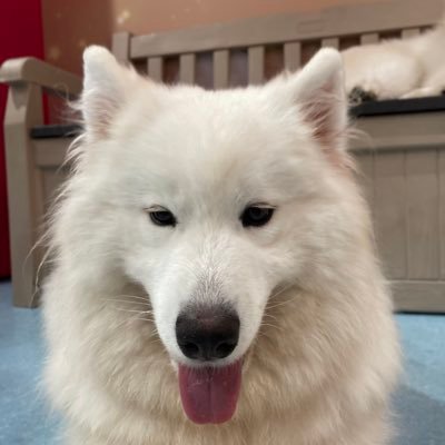 onigiri_korooon's profile picture. のんびりトレーニング。DMお気軽に/INTJ-T/柔道整復師/MuscleGate クラシックフィジーク新人戦¥ iHerbcode ： TAK3824