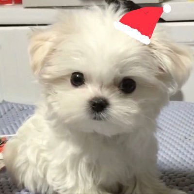 xvuzei's profile picture. 대학생임. 놀랍죠.?