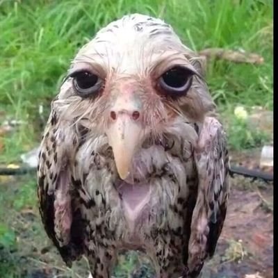 owlliette's profile picture. °𓏲🌿. ⋆ Hi !   ˚｡🍵
illustration student