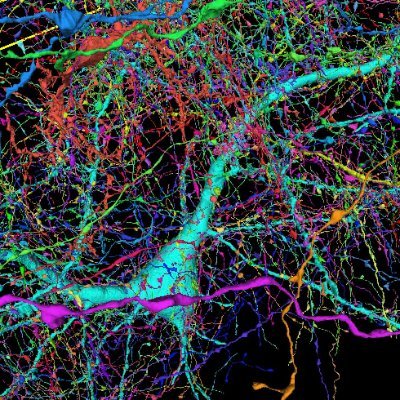 romila_imran's profile picture. Computational Neuroscientist