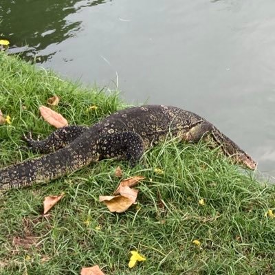 Kuroino_kitune's profile picture. １８歳。Web小説を書いています。のんびりとマイペースで投稿していっているので、どうぞ読んでください。