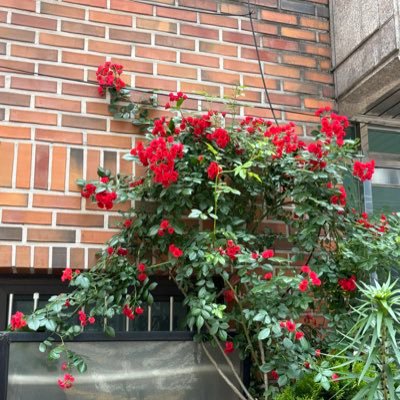 rurulaa56's profile picture. 