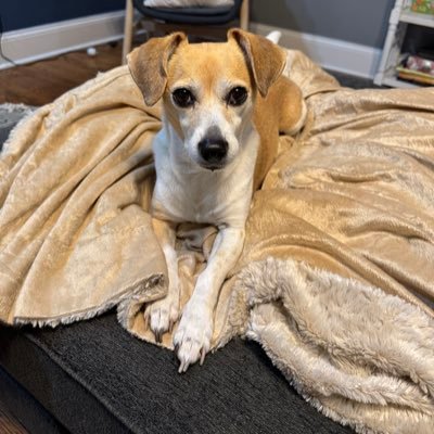 arturodelvalle6's profile picture. non Shitcoiner