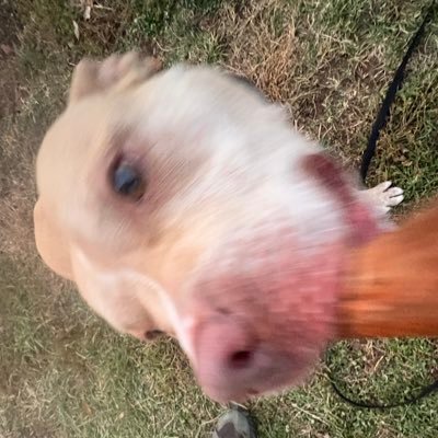 K9_Chally's profile picture. 