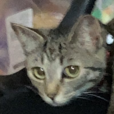 Toki_NN0926's profile picture. ときぽにあ