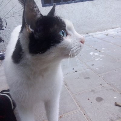 GattodelPino's profile picture. 