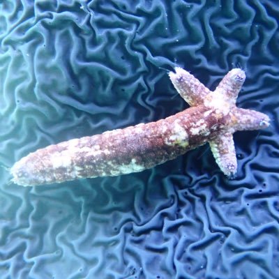 eleuniy64736's profile picture. 棘皮動物とウミウシが好き/素潜り稀にスキューバ/海水水槽ど素人ですが海綿殖やしてマダラウミウシの継代飼育を目指します。