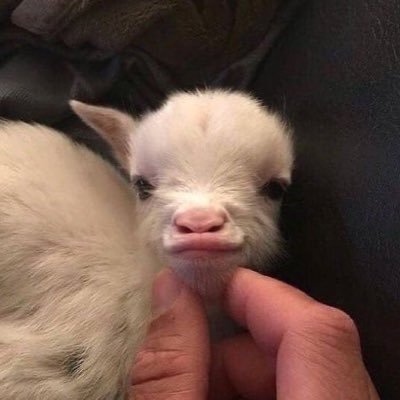 Uykszkla's profile picture. 