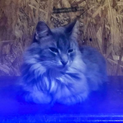 DeeMeow3's profile picture. A cat very quietly reorganizes your existence 🐾💚🌟

https://t.co/APICOr1PLl