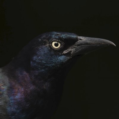 i_like_birds_'s profile picture. I like birds, kitties, space, gardening, the ocean, feeding things, and extra lettuce.
