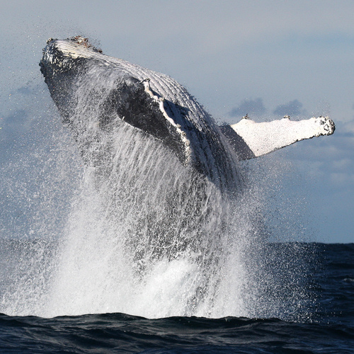 bassflinders's profile picture. Sydneys premium Whale Watching Company.