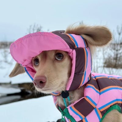 Nesamahmoodii's profile picture. team mgt2022 - blessed but stressed sometimes ⛲️