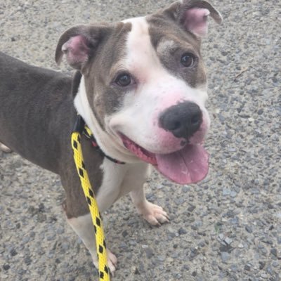 venetianblonde's profile picture. Views=mine. Primarily here to help save shelter / rescue dogs in need. 🐶❤️🙏 For all else, find me at annemargaretdaniel at 🦋 or https://t.co/D2lhubtrZ7