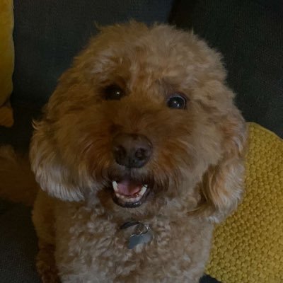 Ollyking25's profile picture. Brighton Fan | BASI Level 2 Qualified snowboard instructor | Multimedia sports journalism Graduate at UCFB