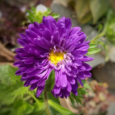 sarasaraaster's profile picture. さらさらです / うらあか / ドスケベコスが好き / 20前半の大学生 / チャット相手・鳴潮マルチゆる募