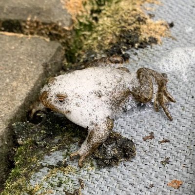 shkcaer's profile picture. nie bój się, to tylko zdjęcie