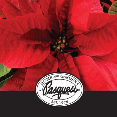Pasquesis's profile picture. We are Chicago area's premier home & garden center for professional & recreational gardeners. Find unique plants & home accessories beyond your imagination!
