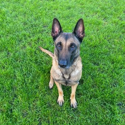 jamesdyson53's profile picture. Lead holder to Buster a SBT and Blade the Mali. In Canis Confiderus