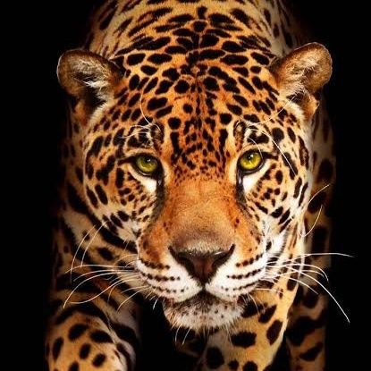 caballodeg84184's profile picture. 