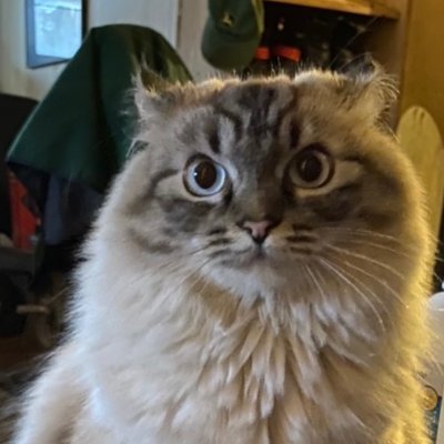 janethamil87947's profile picture. Dogs, cats, horses, chickens and turkeys.  Small farm farmer. Old and not taking any shit from anyone anymore! oh, and if you are creepy, stay away!!