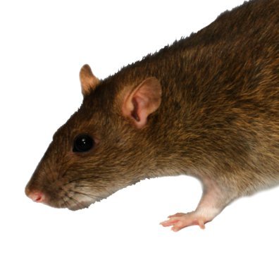 jakapil_'s profile picture. thank the fish
💻♨️