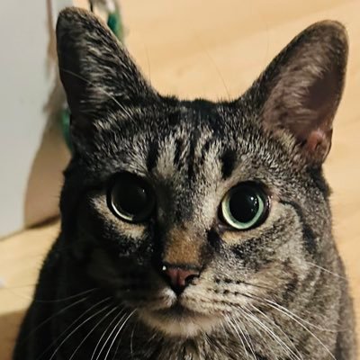 TbugRuralDem's profile picture. 🎗️🇺🇦🏳‍🌈🟦🇮🇱💙🌊 Late diagnosed AuDHD/OCD. Atheist/Humanist, Ex-JW survivor, Cat Mom😻Gen X, disability advocate