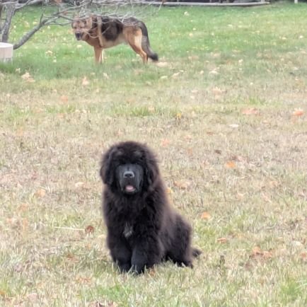 patradonicich's profile picture. Canadian Mom and Nana 🇨🇦..addicted to Newfie and GSD dogs, horses and the country life. 😂😊
#wear your mask, wash your hands. 5x VAXXED ❤️🌻🌻🇺🌻🌻